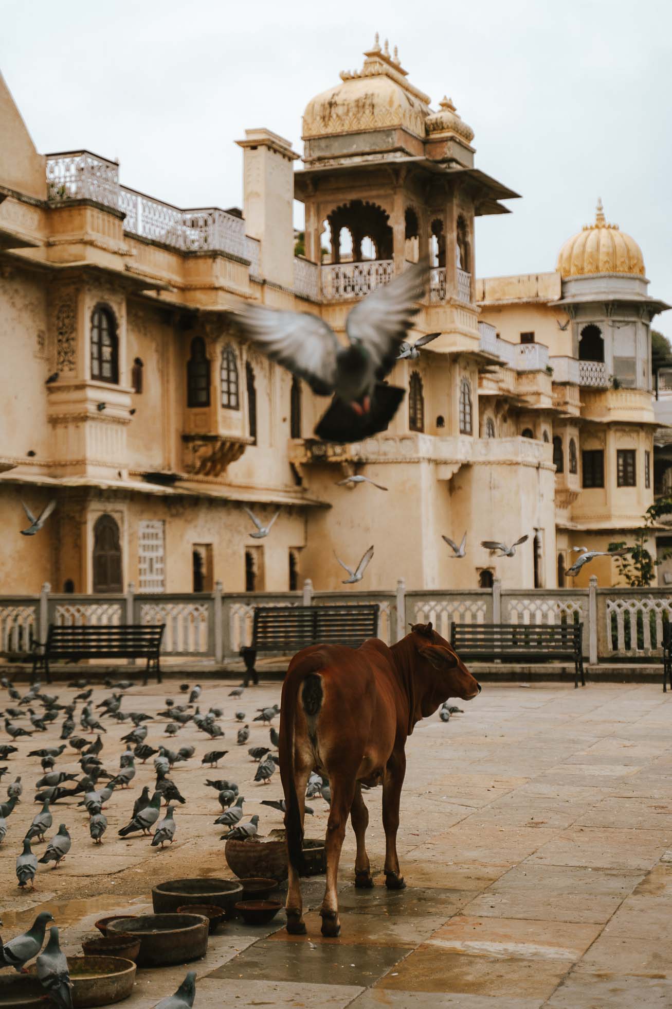 Udaipur una ciudad que ver en el Norte de la India