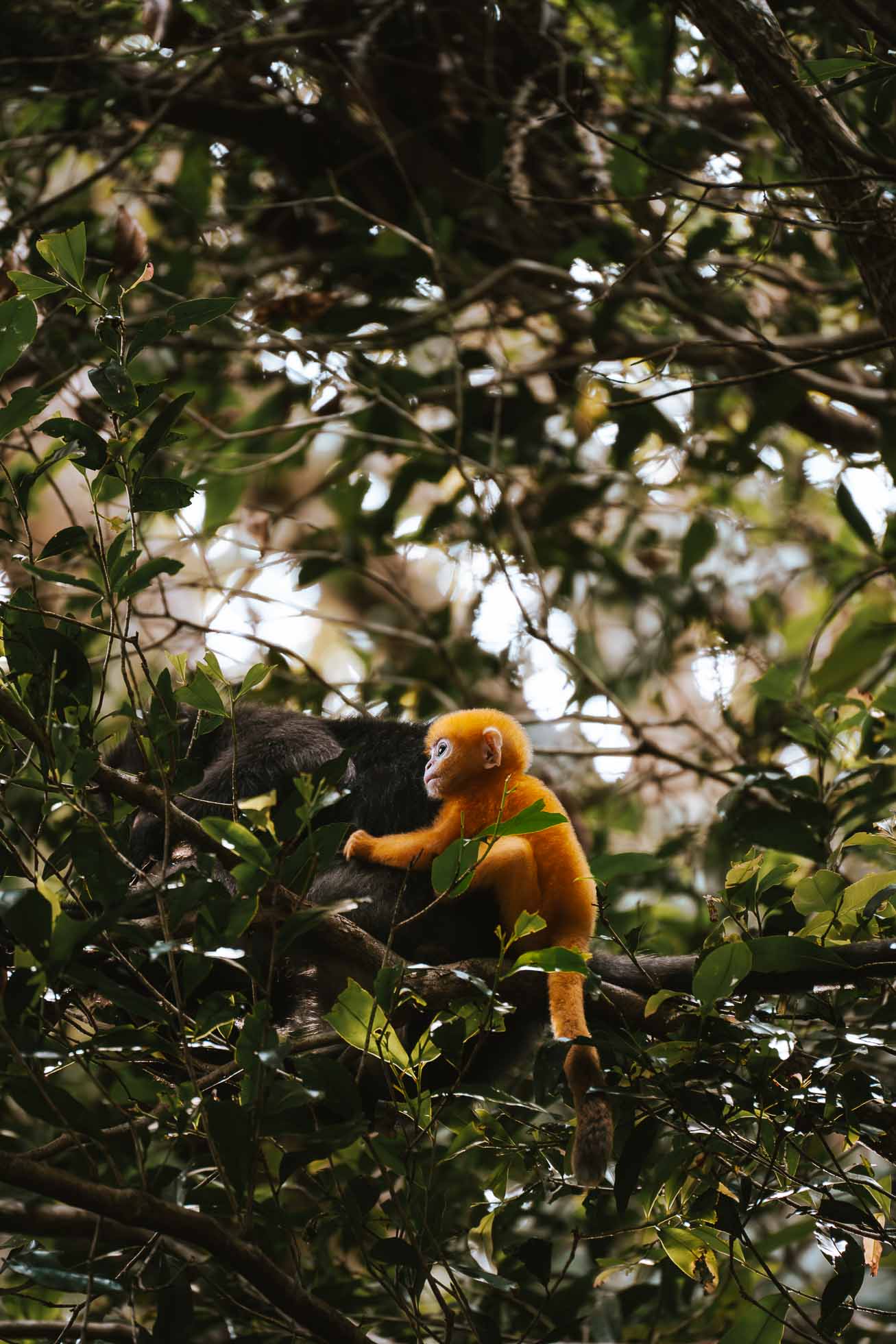 Parque Nacional de Penang, un plan de naturaleza y playas que hacer en Penang