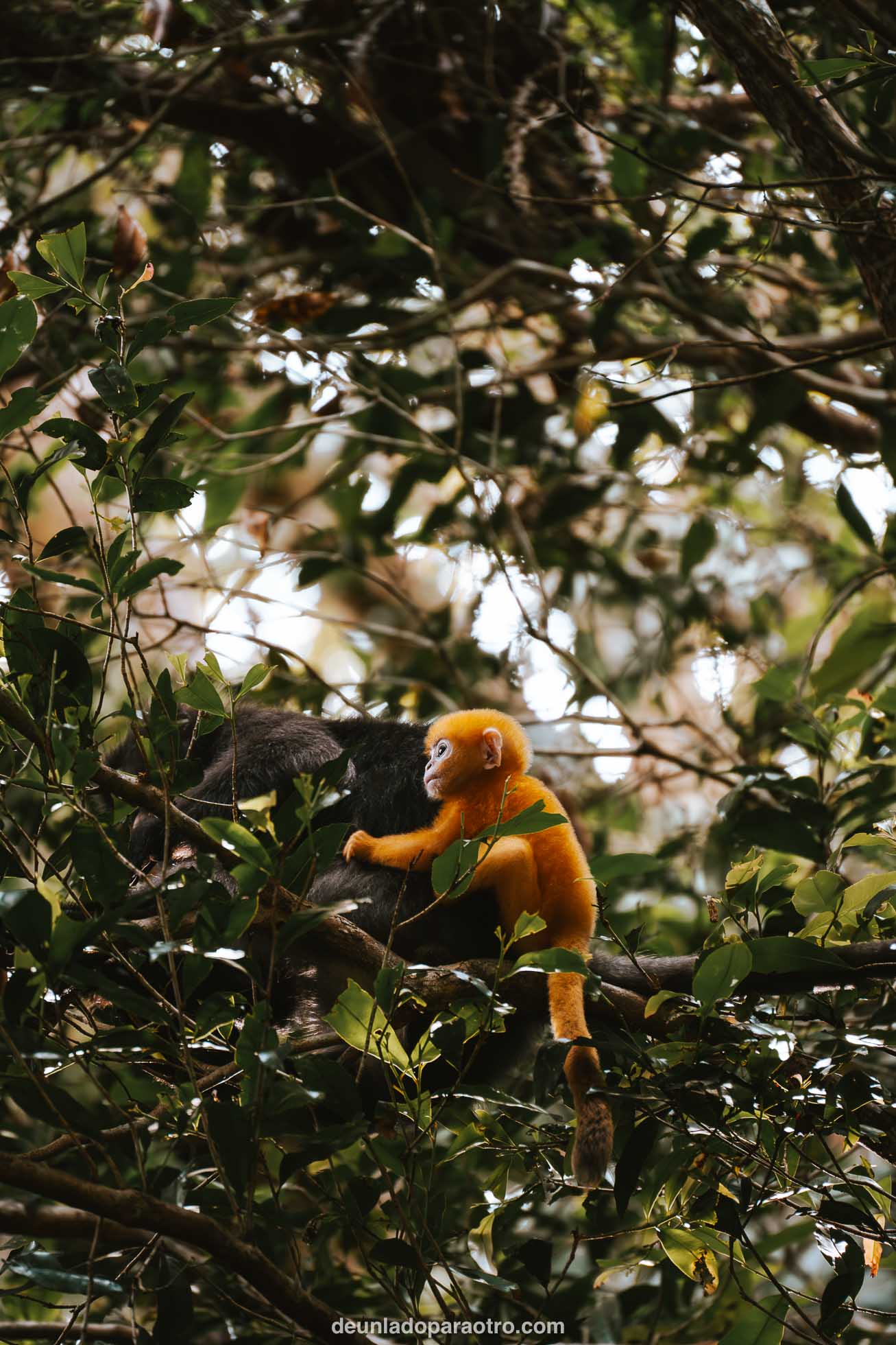 Parque Nacional de Penang, parada imprescindible en tu ruta por Singapur Malasia y Tailandia en 2 semanas