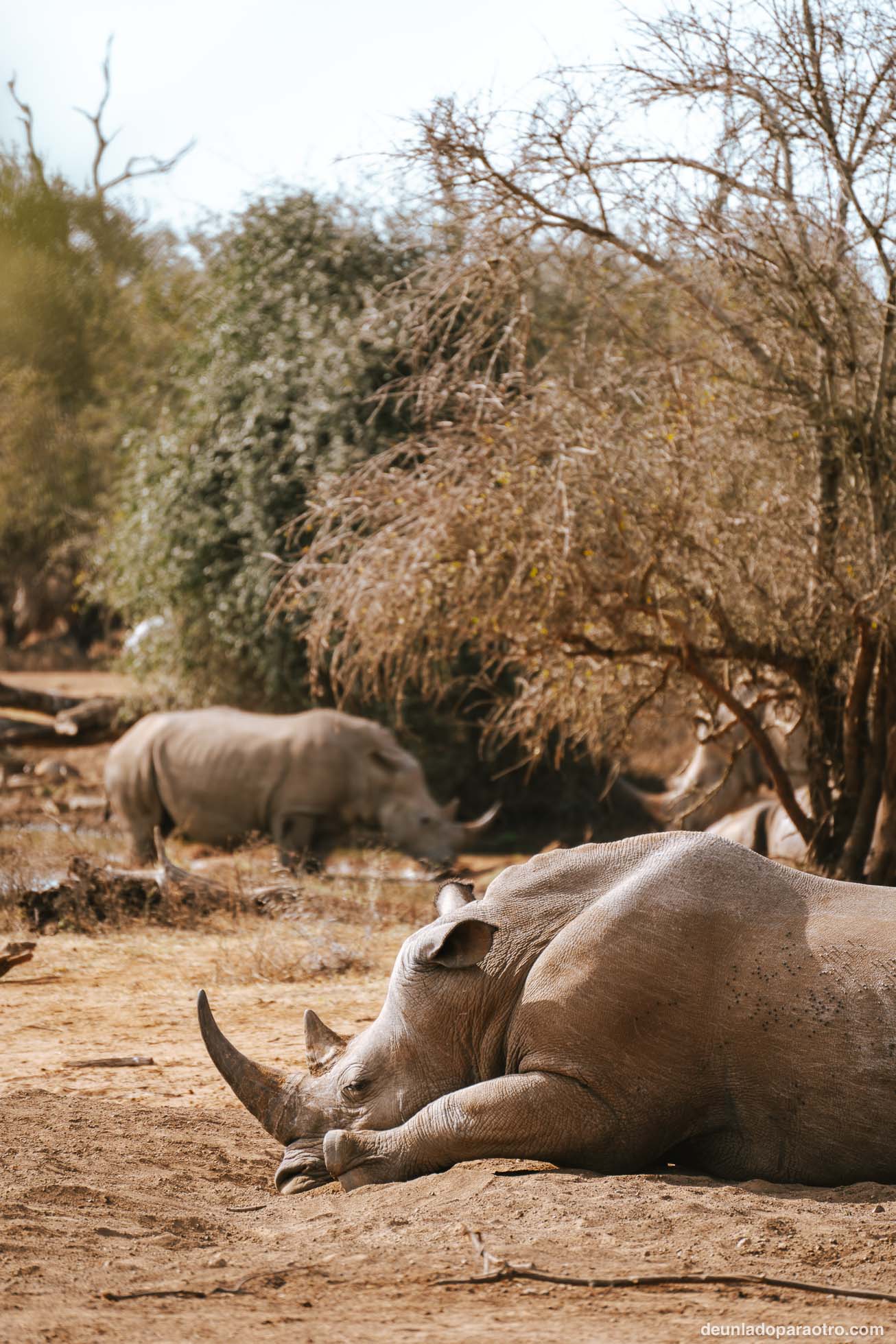Visitar Hlane National Park en Eswatini
