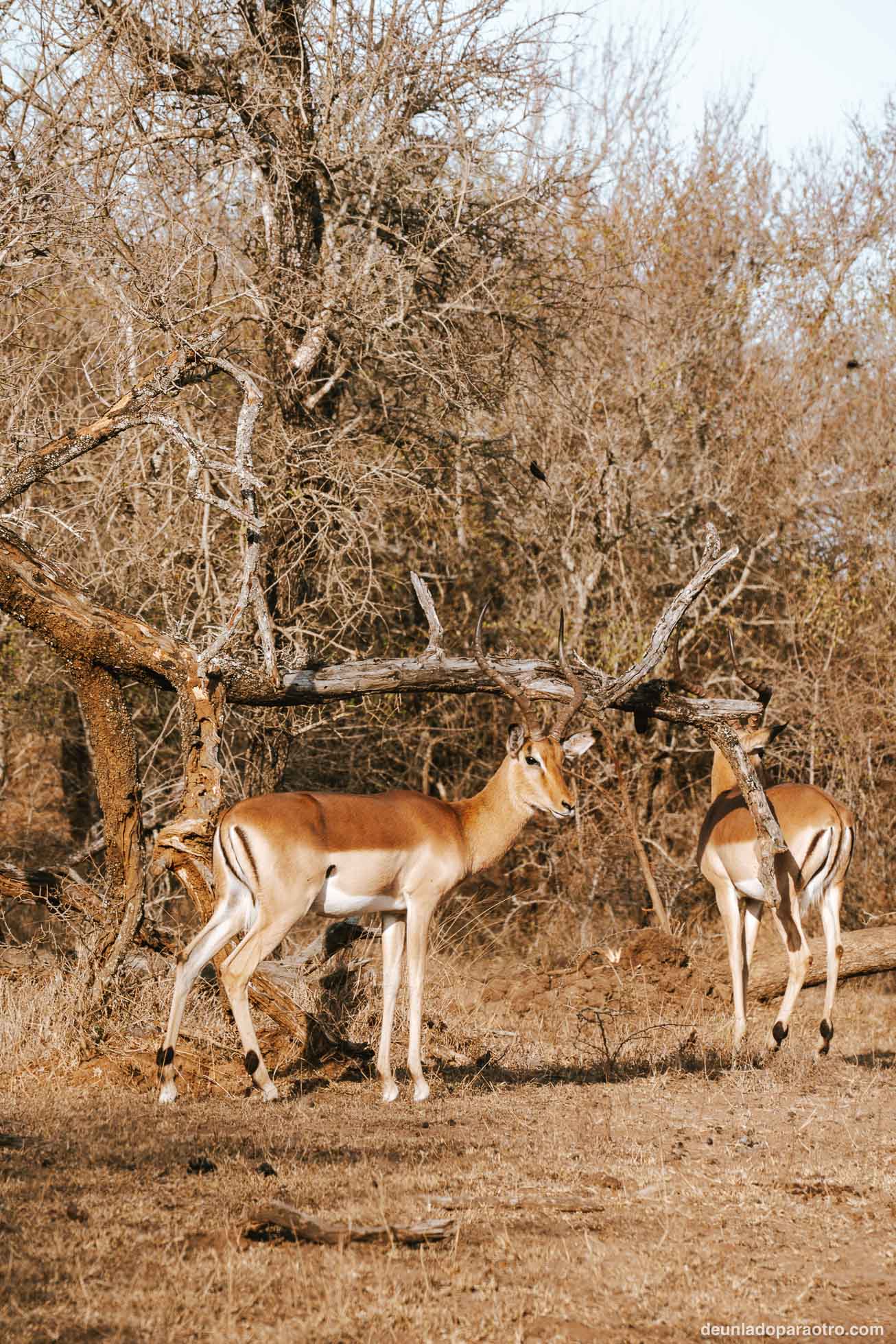 Visitar Hlane National Park en Eswatini