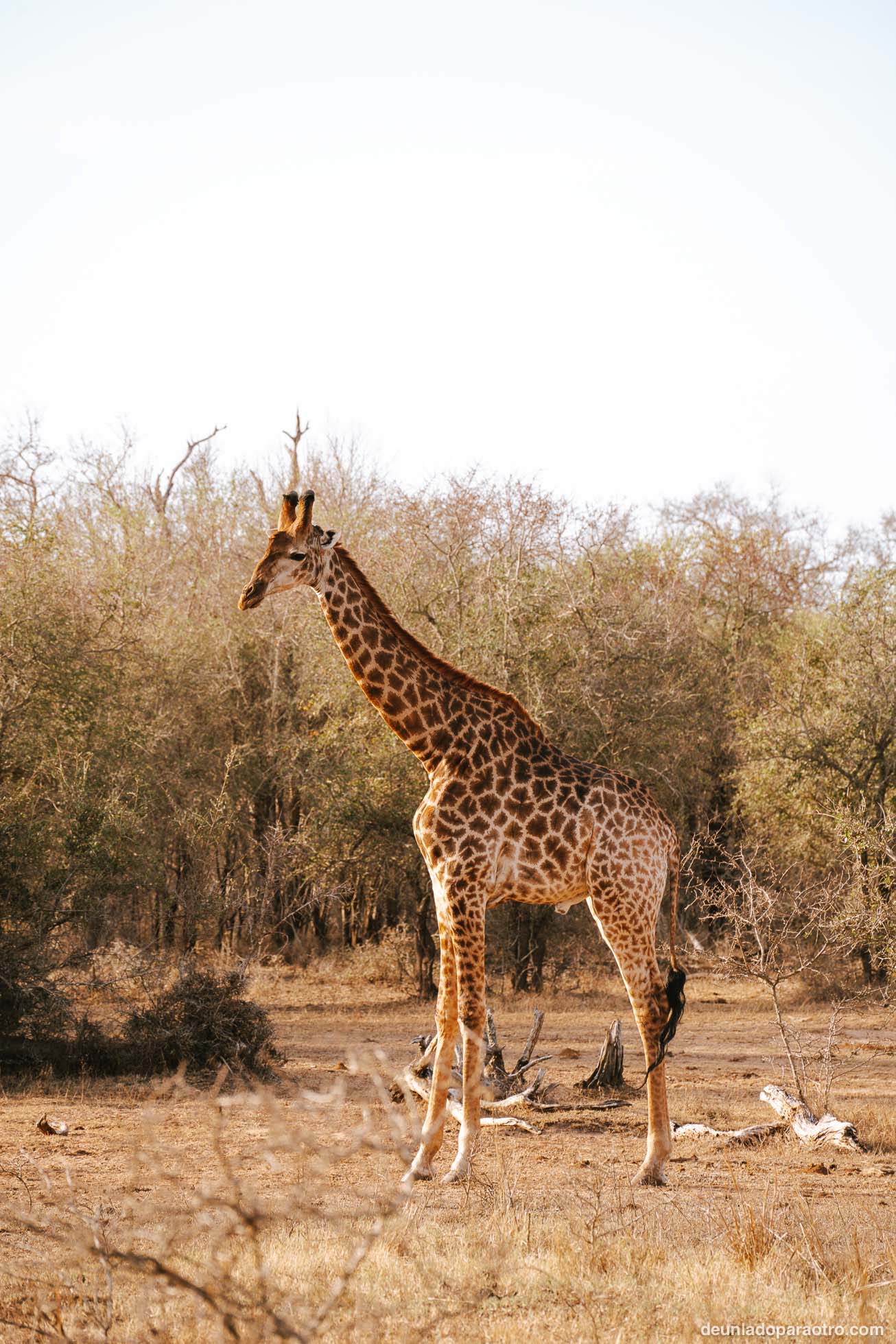 Visitar Hlane National Park en Eswatini