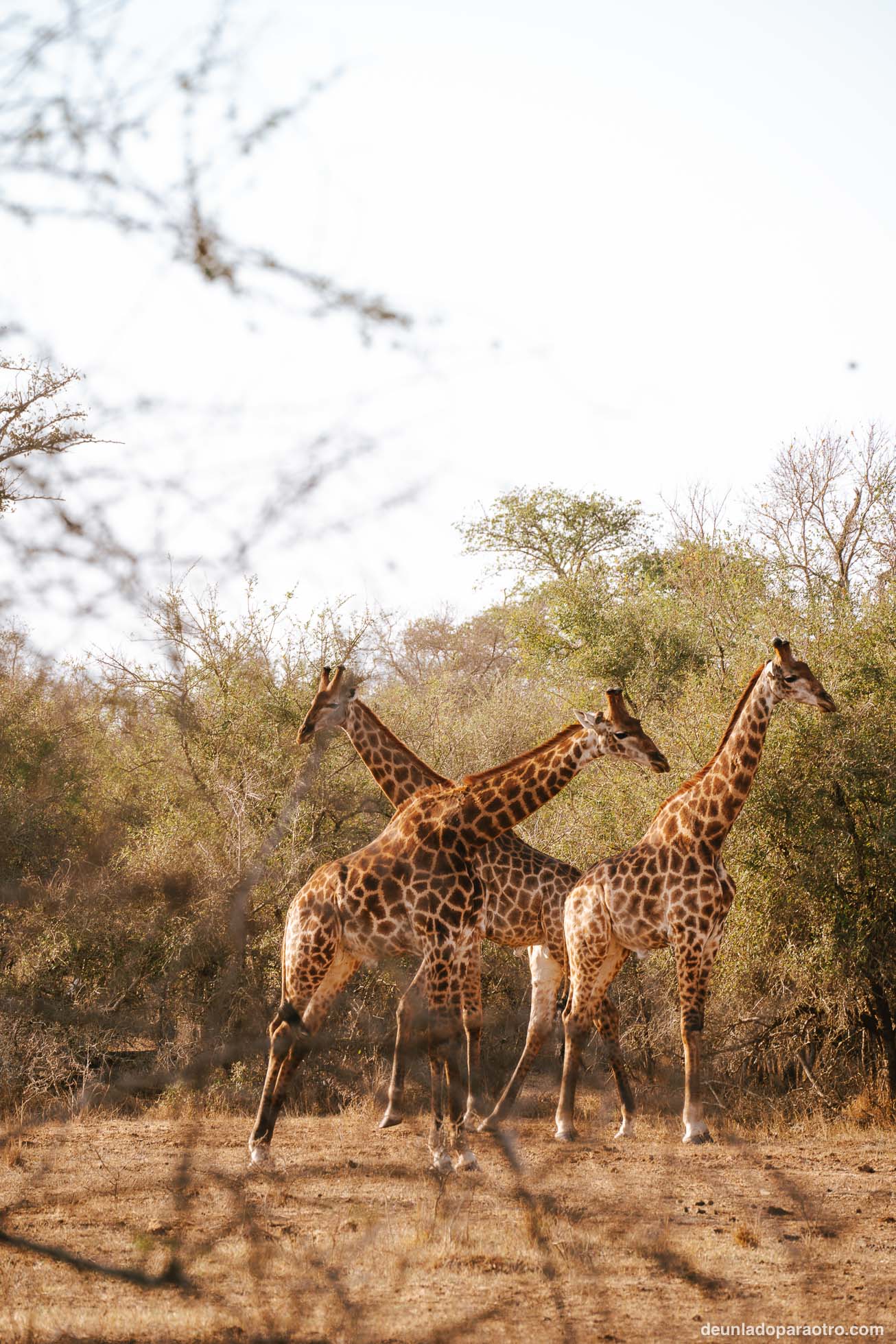 Visitar Hlane National Park en Eswatini