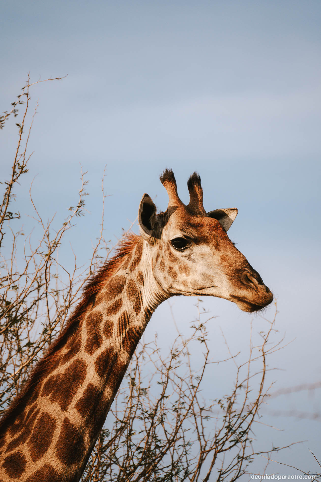 Visitar Hlane National Park en Eswatini
