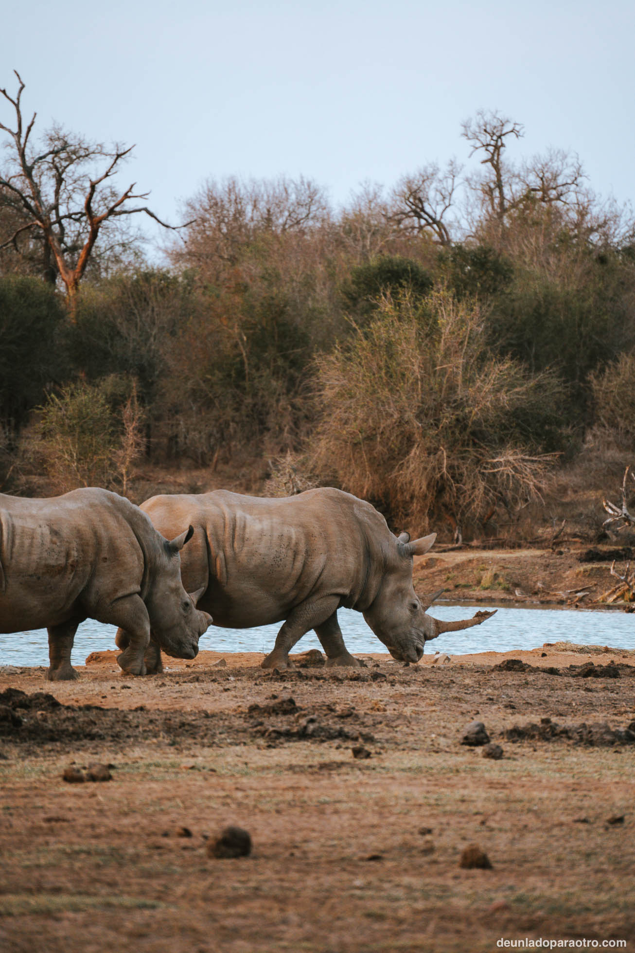 Visitar Hlane National Park en Eswatini
