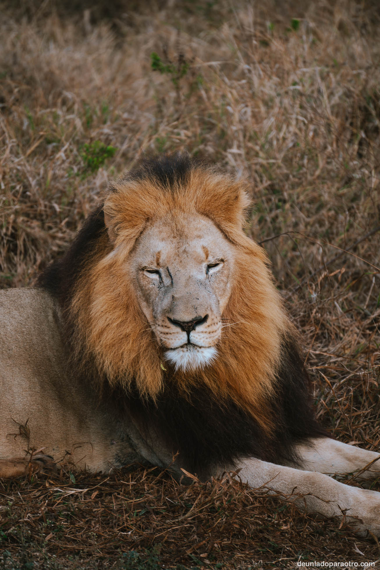 Visitar Hlane National Park en Eswatini