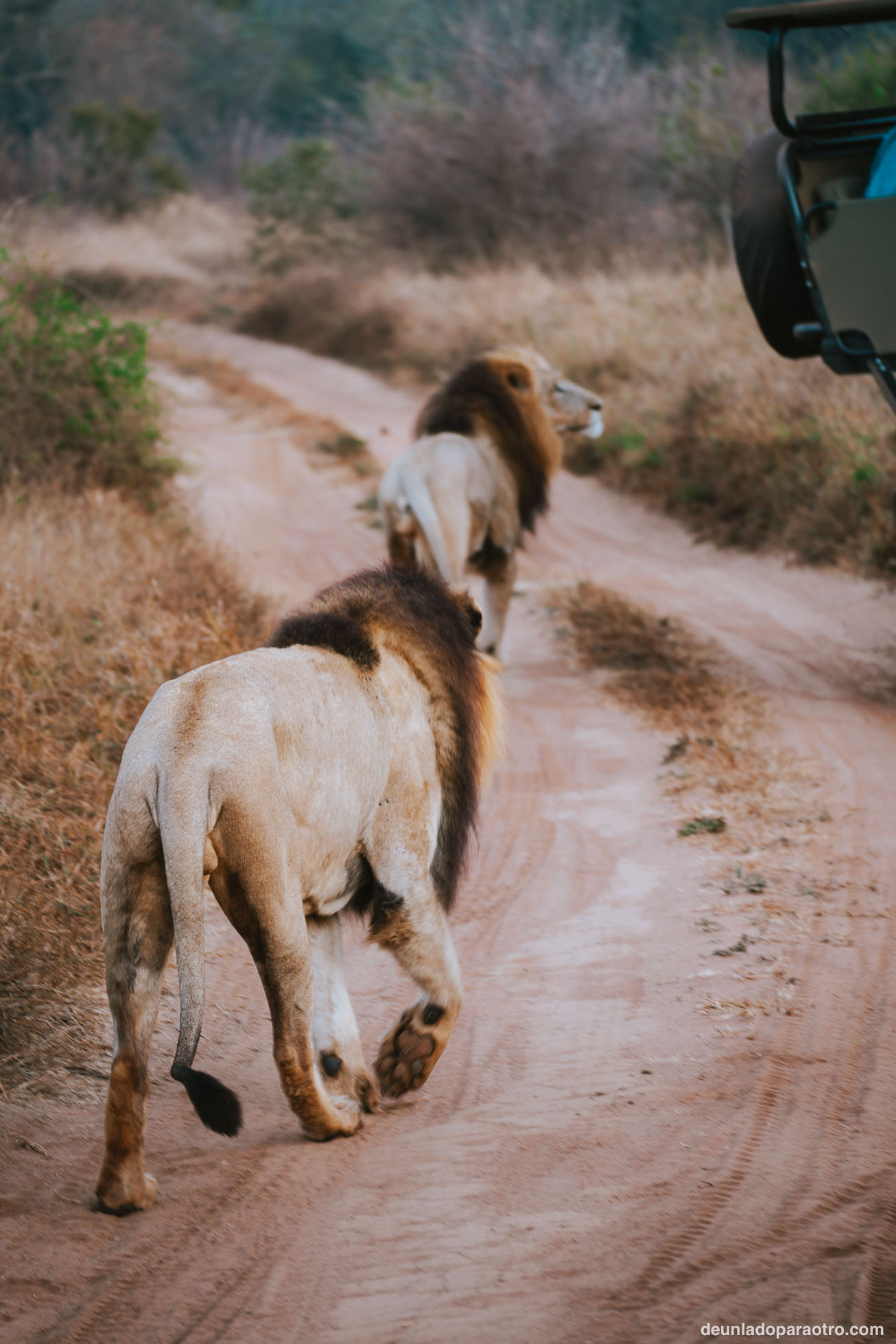 Visitar Hlane National Park en Eswatini