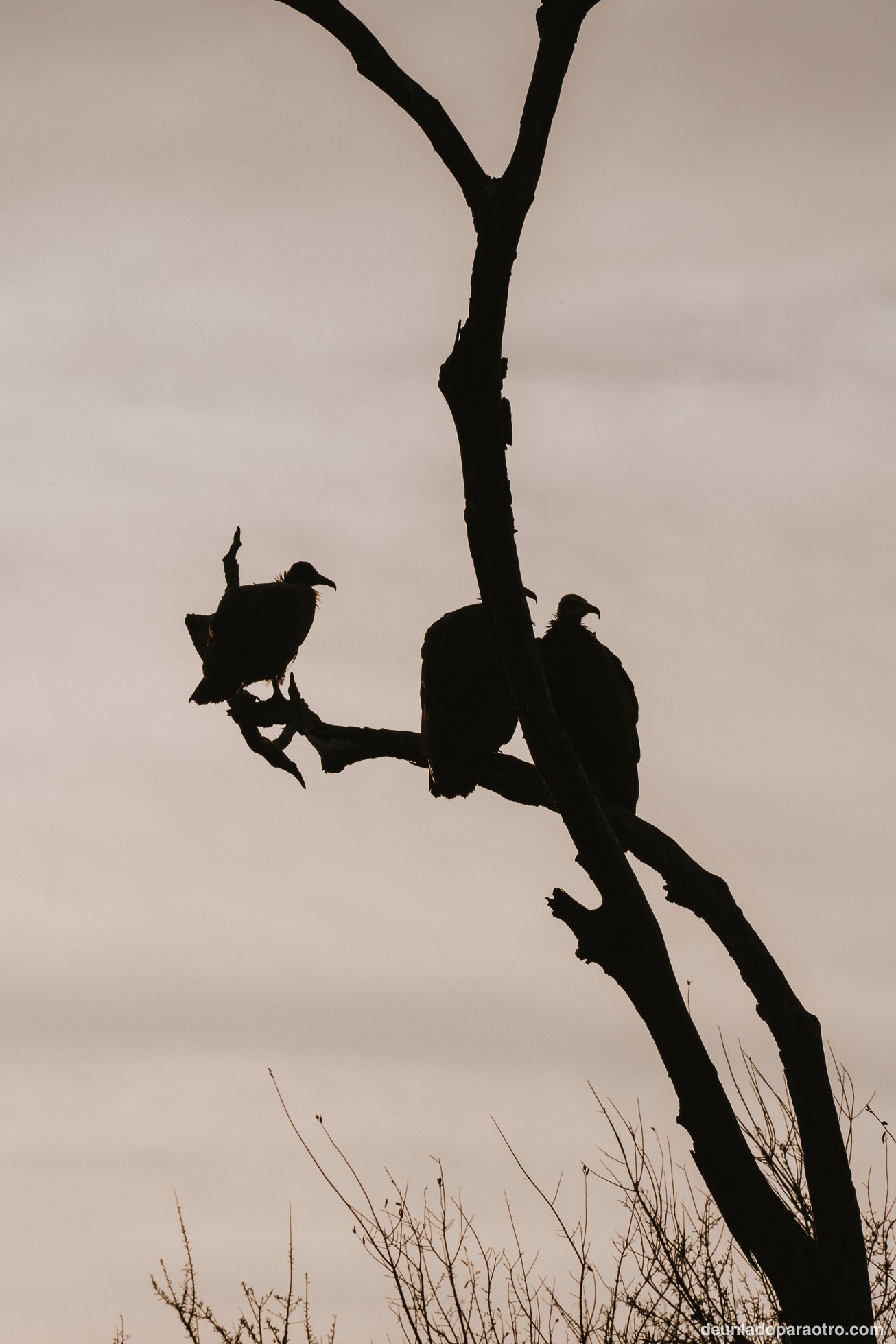 Visitar Hlane National Park en Eswatini