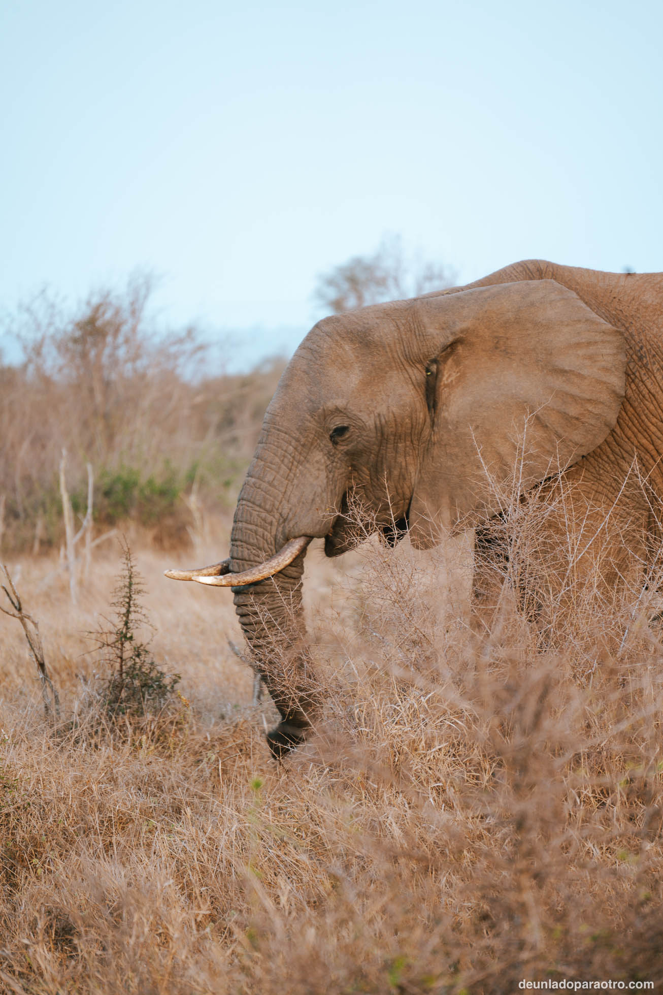 Visitar Hlane National Park en Eswatini