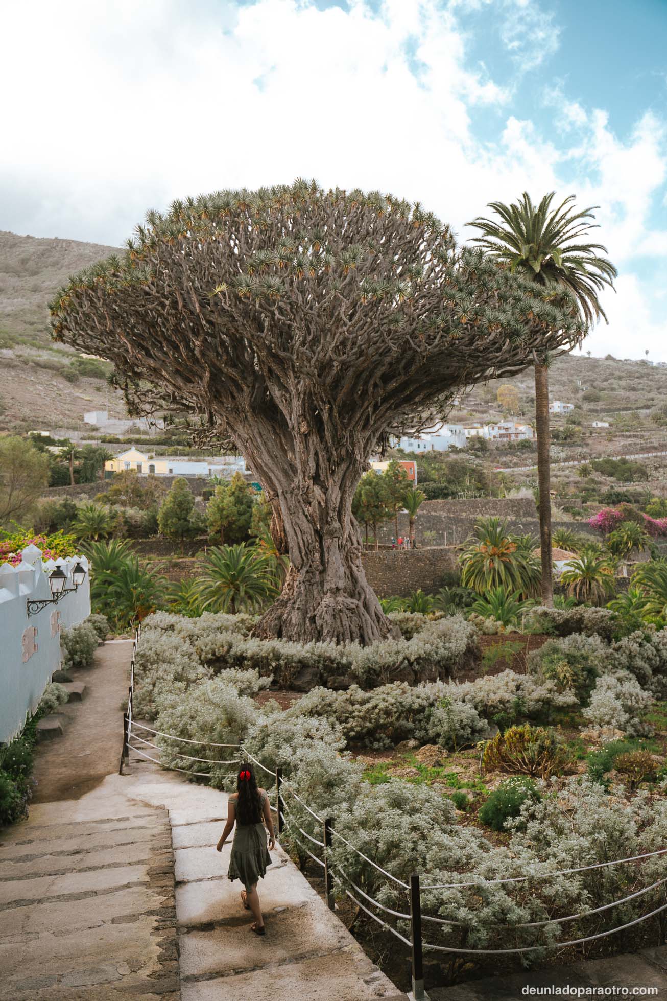Ruta en coche por Tenerife, Icod de los Vinos, famoso por el Drago Milenario