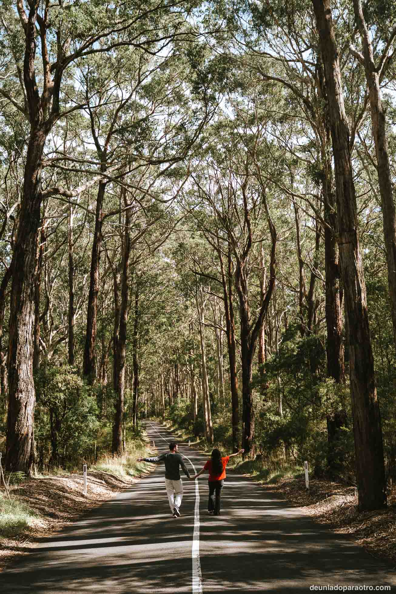 Great Otway National Park, una visita interesante que hacer en la Great Ocean Road