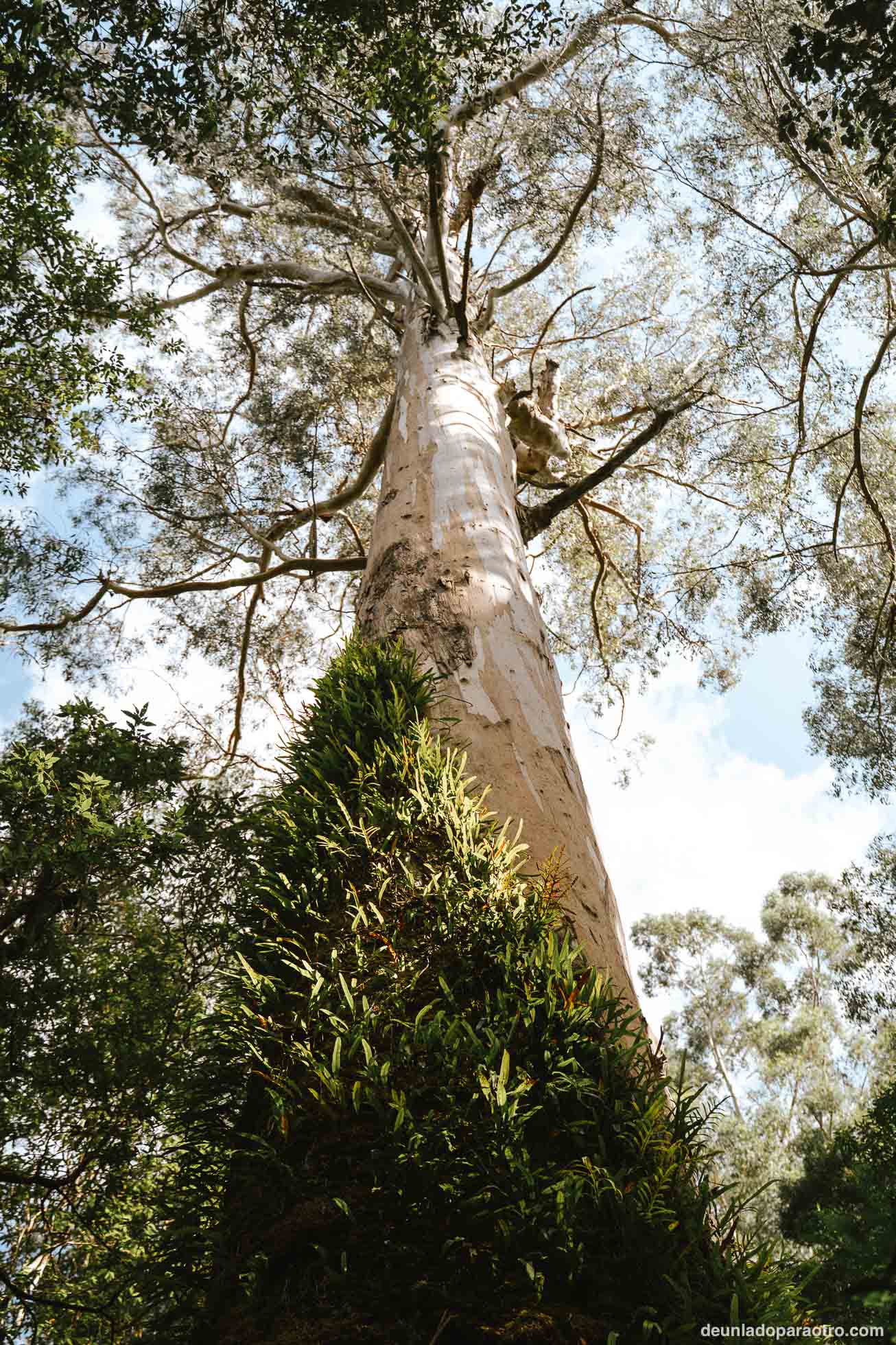 Great Otway National Park, una visita interesante que hacer en la Great Ocean Road