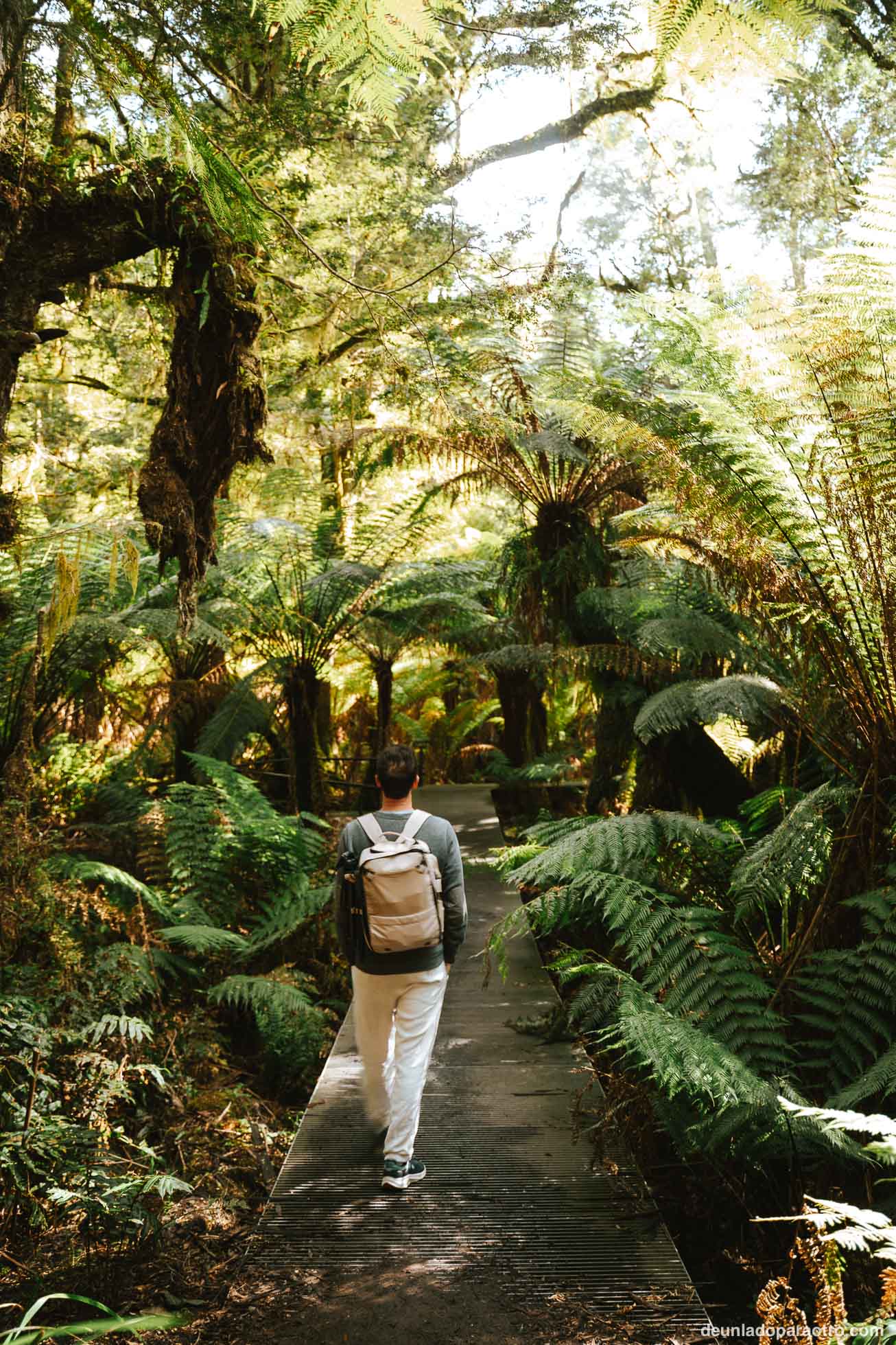 Great Otway National Park, una visita interesante que hacer en la Great Ocean Road