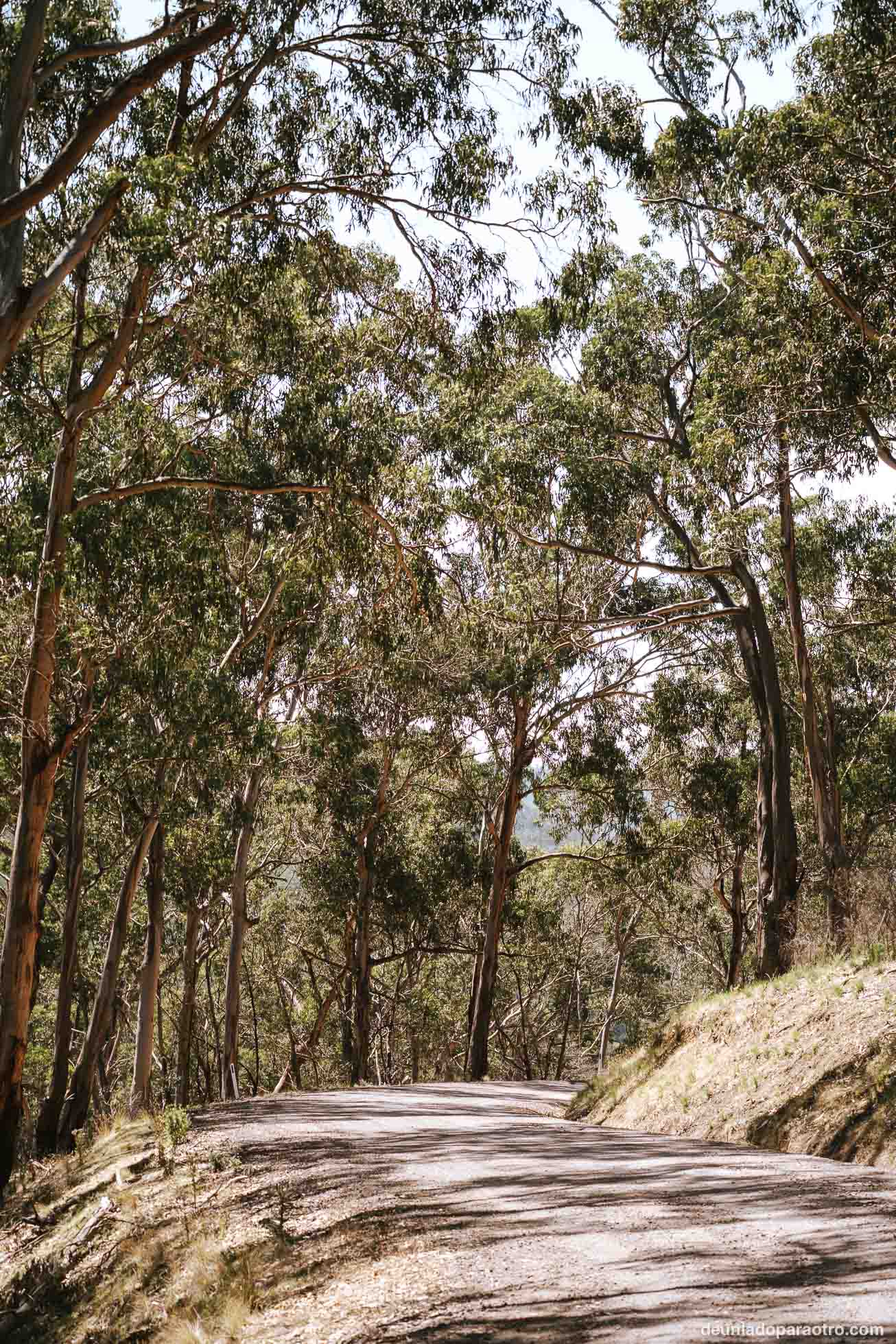 Kennet River, uno de los mejores lugares para ver koalas en tu ruta por la Great Ocean Road en 2 días