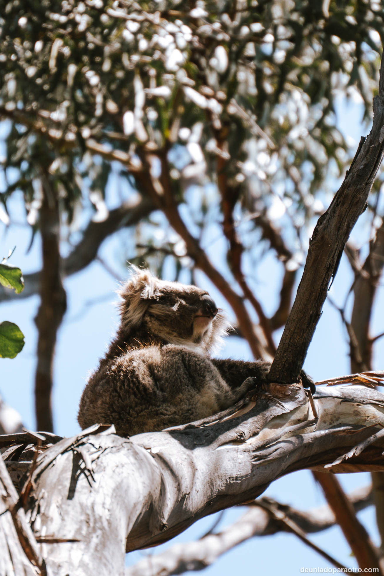 Kennet River, uno de los mejores lugares para ver koalas en tu ruta por la Great Ocean Road en 2 días