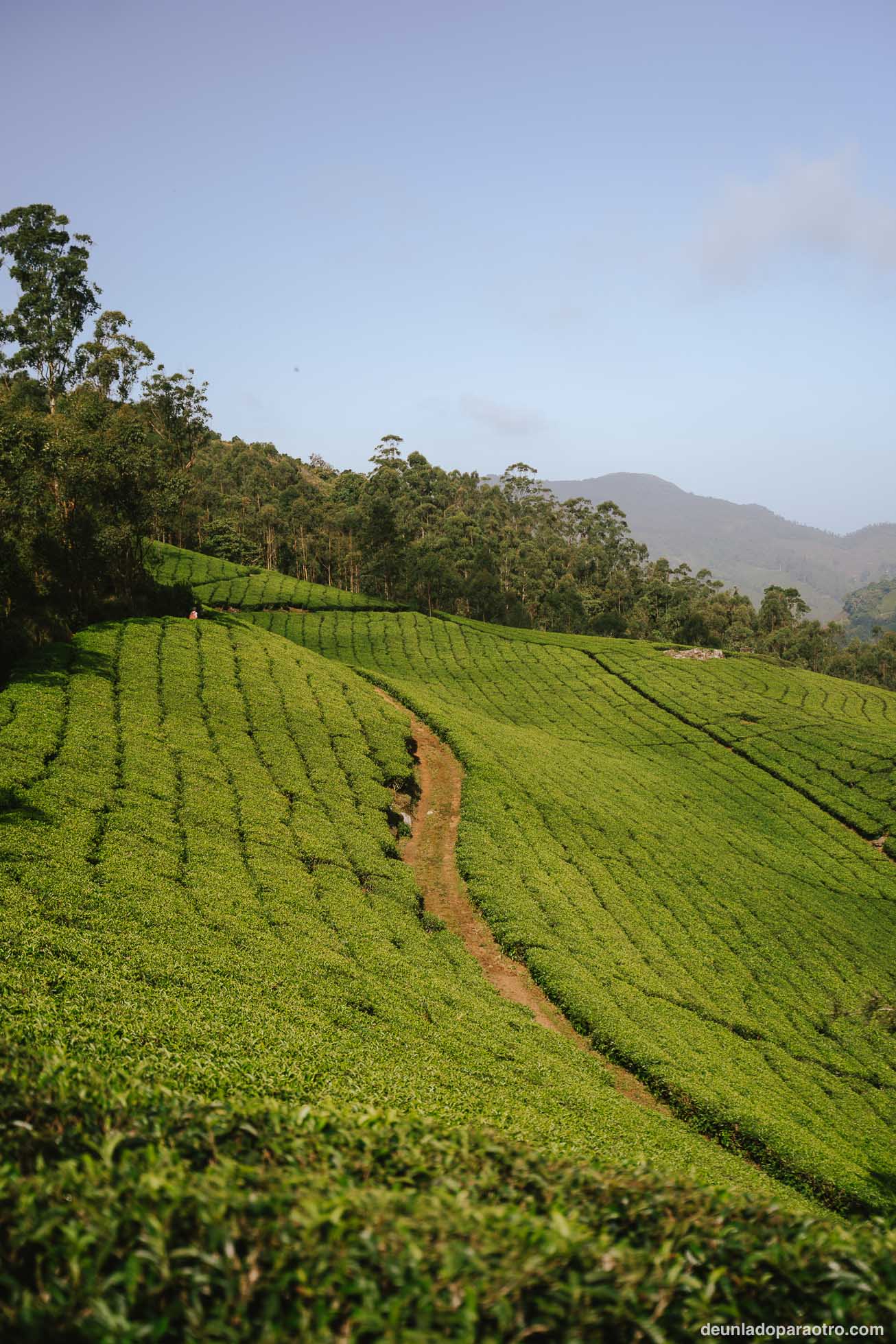 Munnar, el mejor sitio para desconectar rodeado de montañas y campos de té