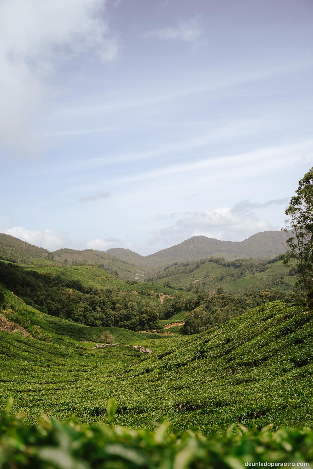 Munnar, el mejor sitio para desconectar rodeado de montañas y campos de té