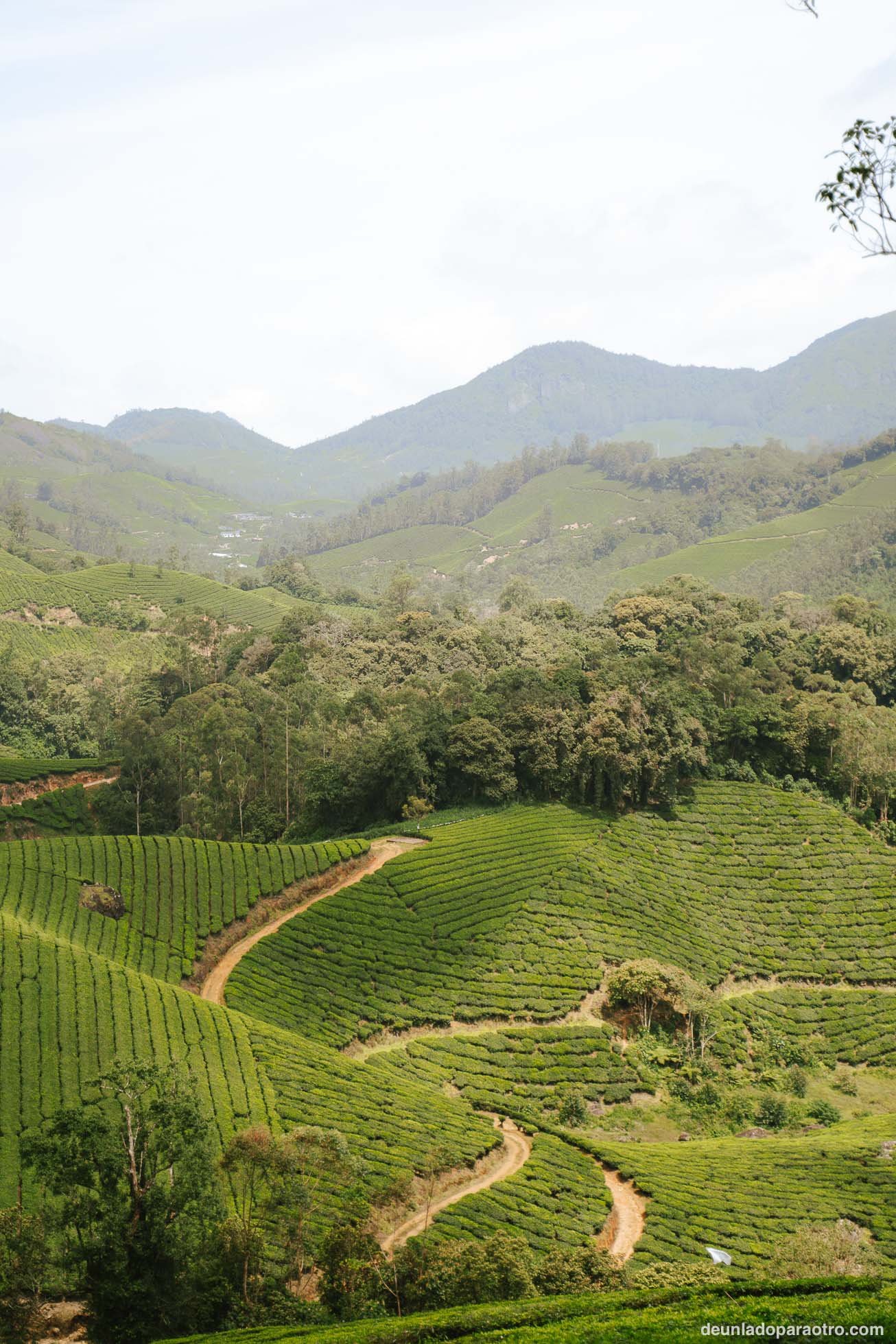 Munnar, el mejor sitio para desconectar rodeado de montañas y campos de té