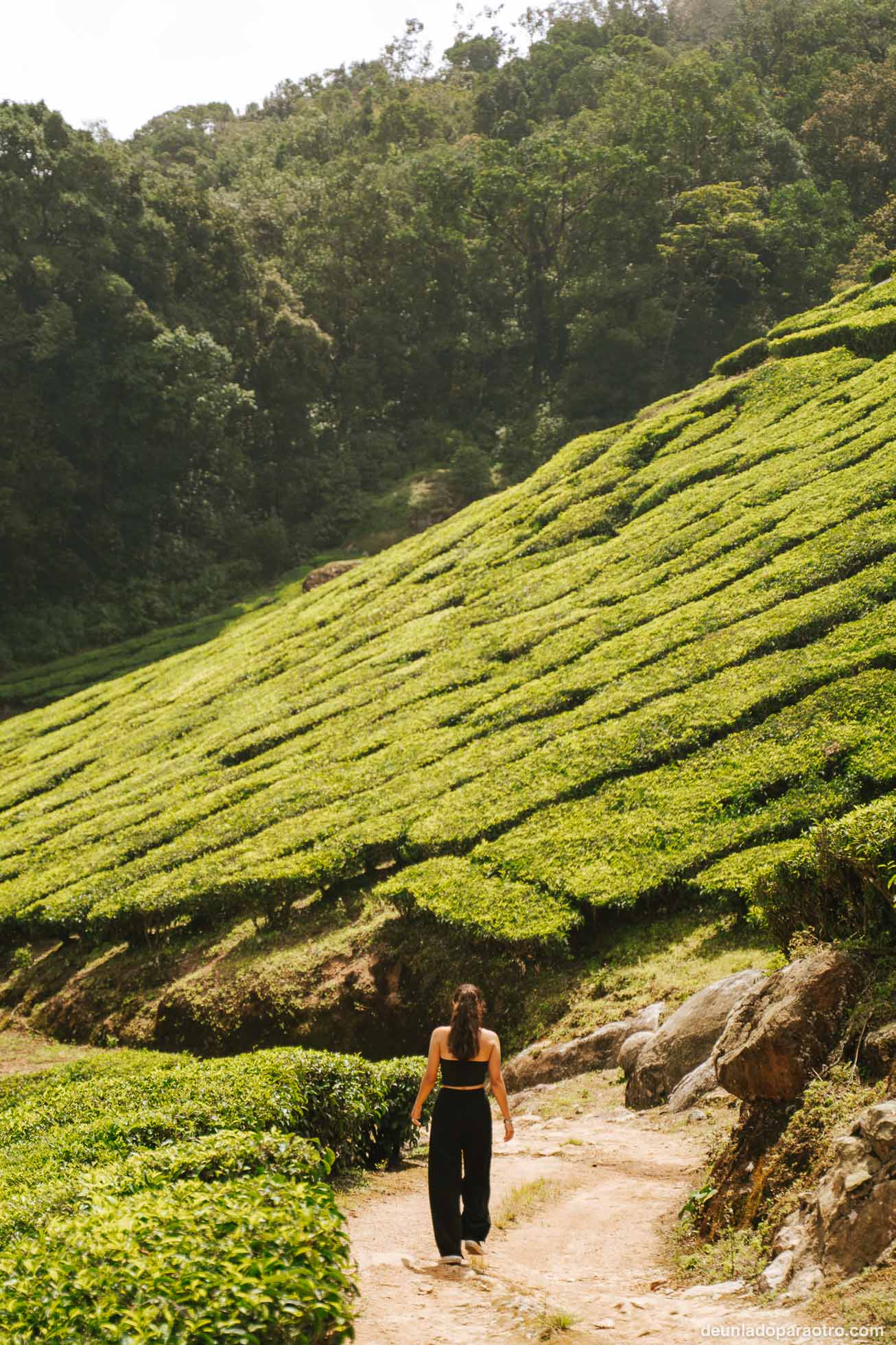 Munnar, el mejor sitio para desconectar rodeado de montañas y campos de té