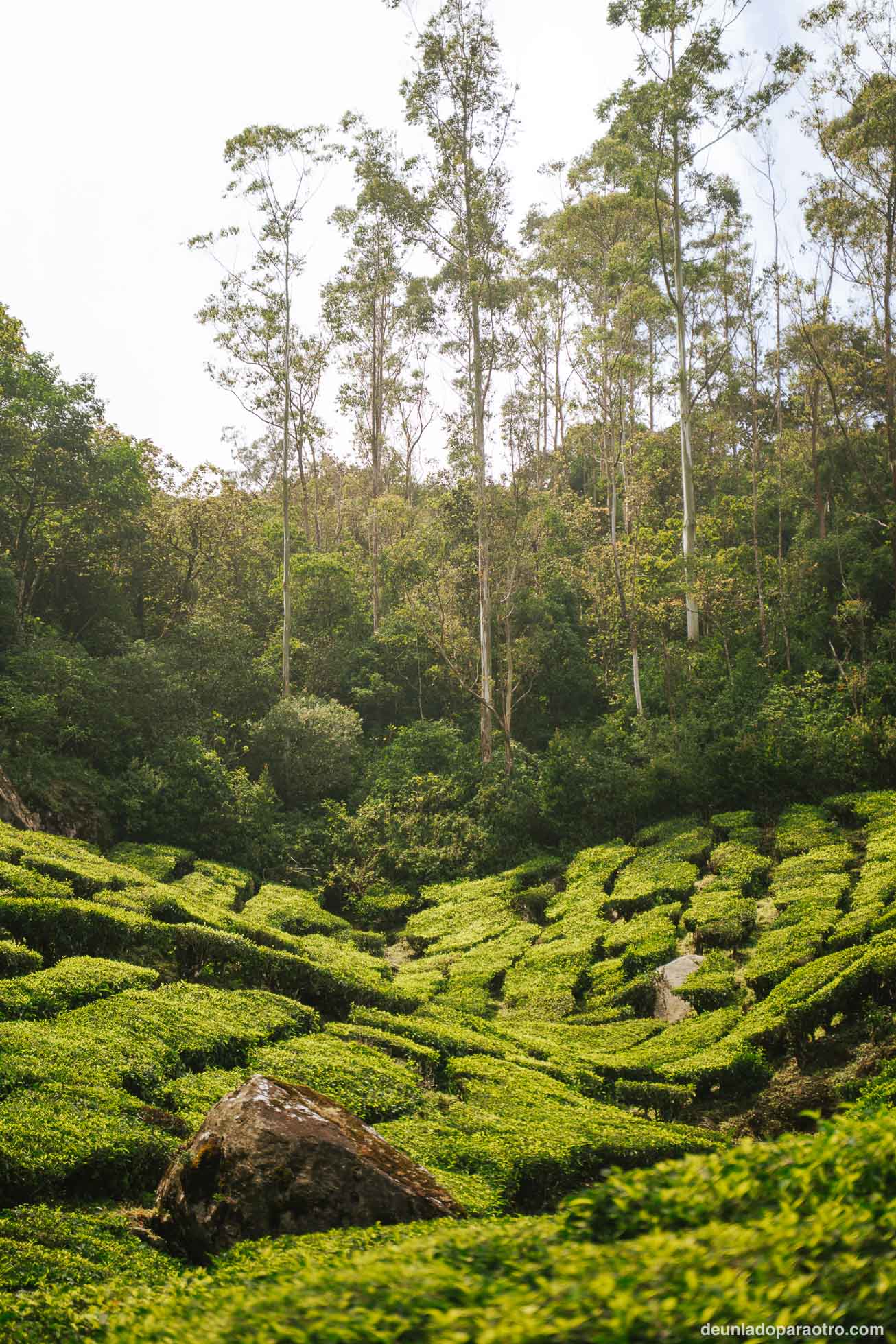 Munnar, el mejor sitio para desconectar rodeado de montañas y campos de té