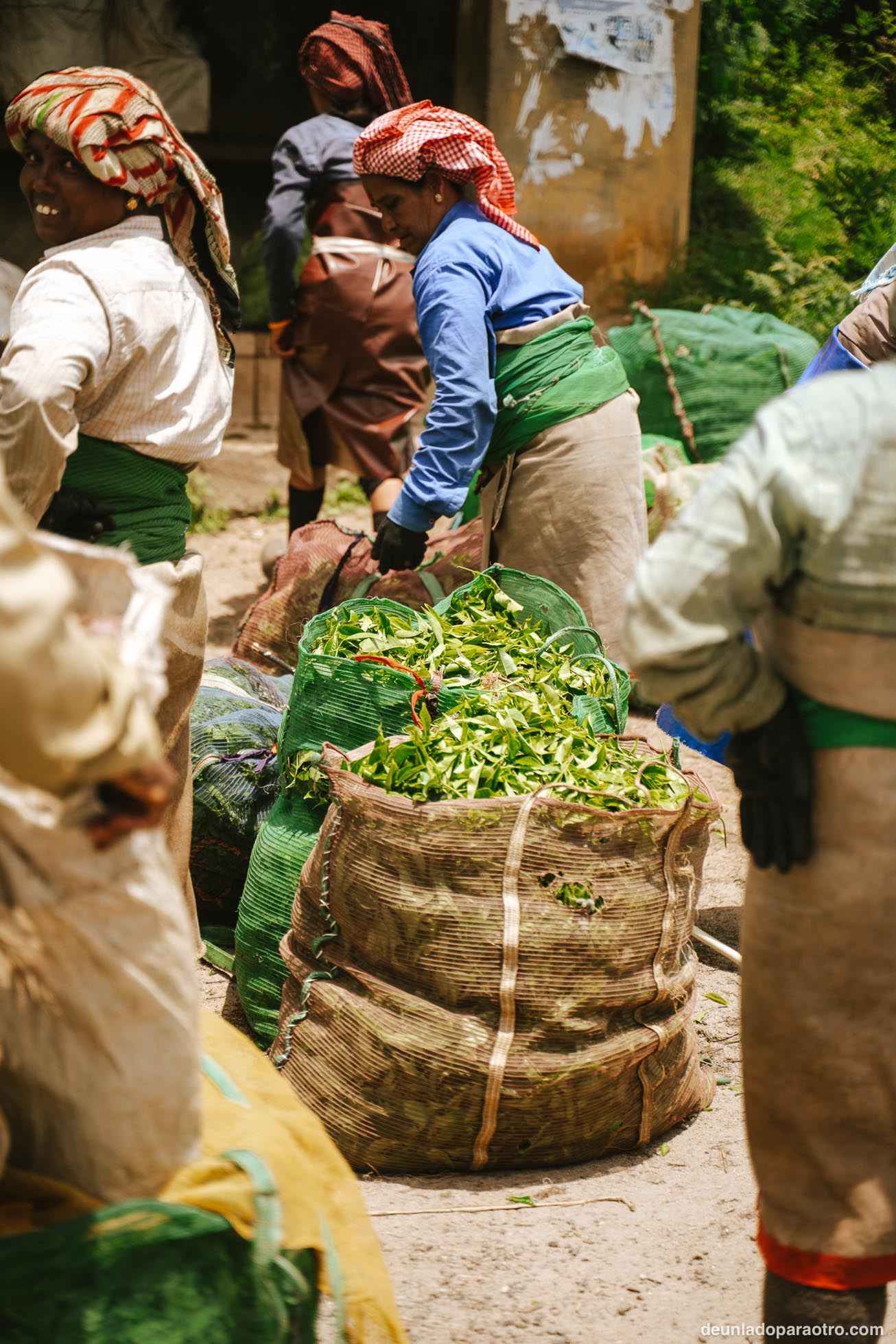 Munnar, el mejor sitio para desconectar rodeado de montañas y campos de té