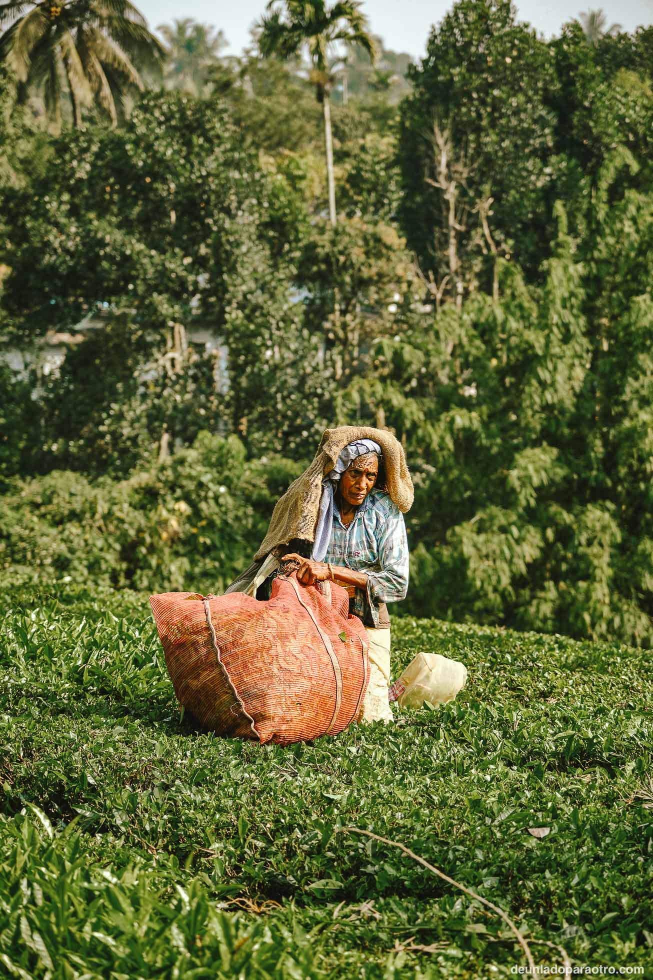 Wayanad, una escapada rural poco conocida que hacer en Kerala