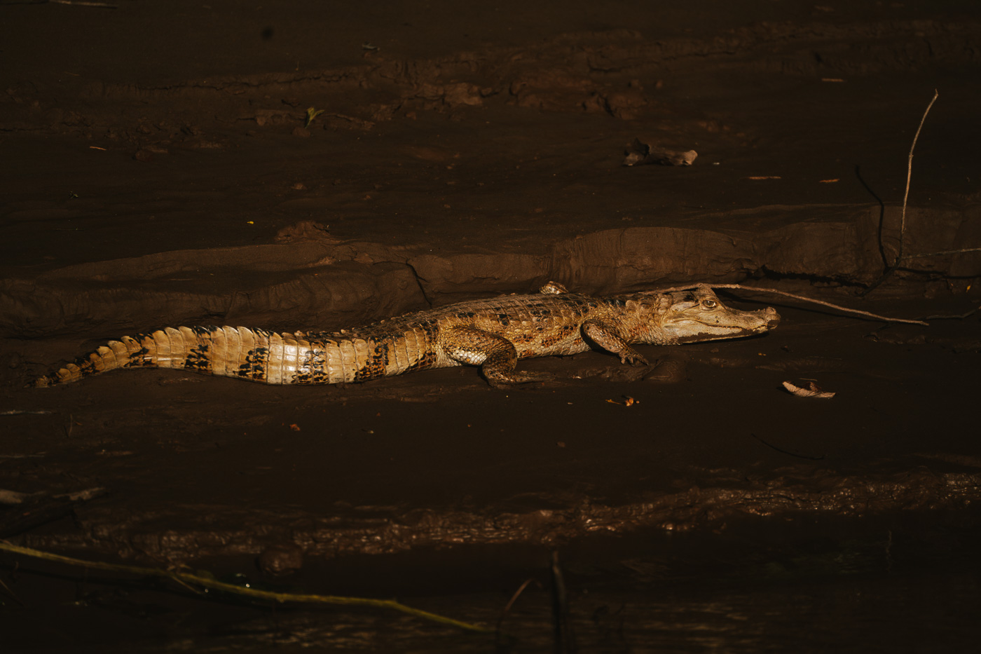 Cómo visitar el Amazonas peruano: todo lo que necesitas saber