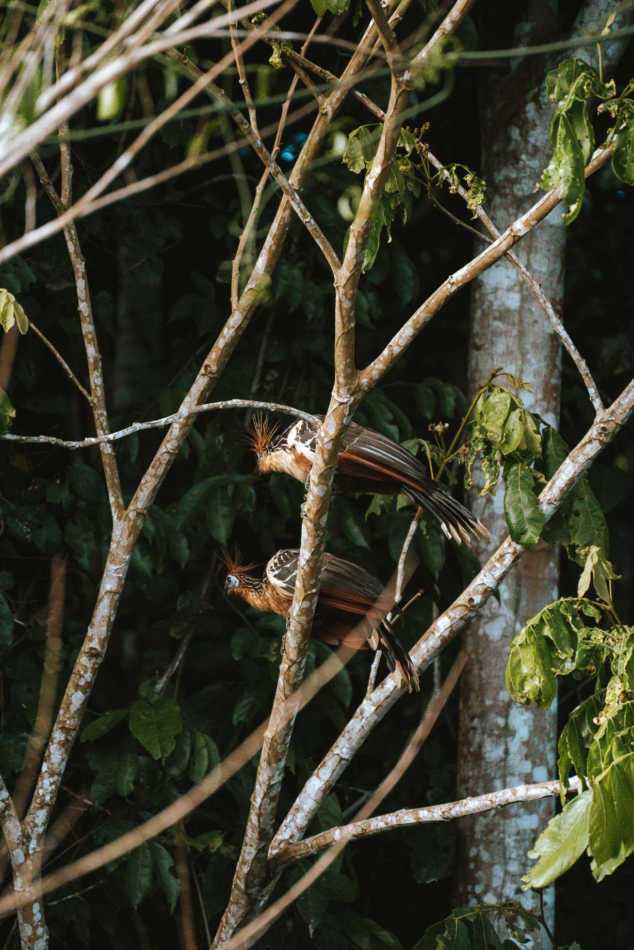 Cómo visitar el Amazonas peruano: todo lo que necesitas saber