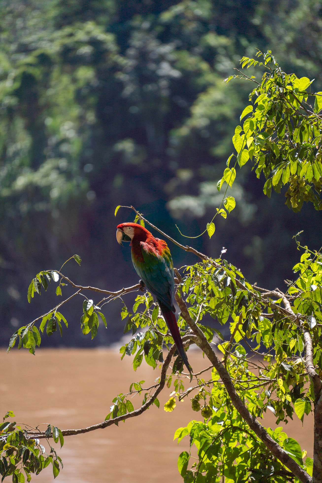 Cómo visitar el Amazonas peruano: todo lo que necesitas saber