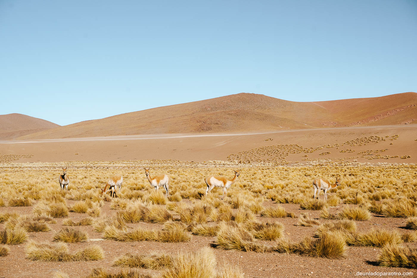 Mejores excursiones y actividades que hacer en Atacama