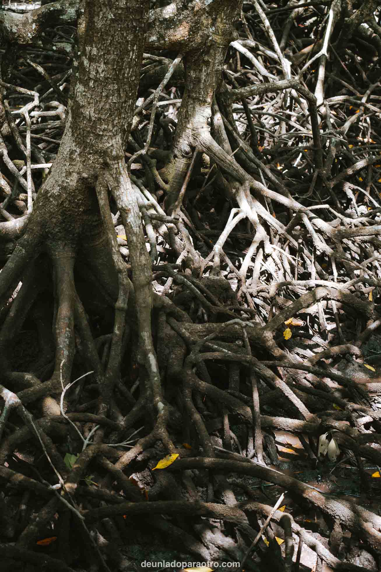 Recorrer los Manglares de Kilim Geoforest Park, un plan de naturaleza que hacer en Langkawi