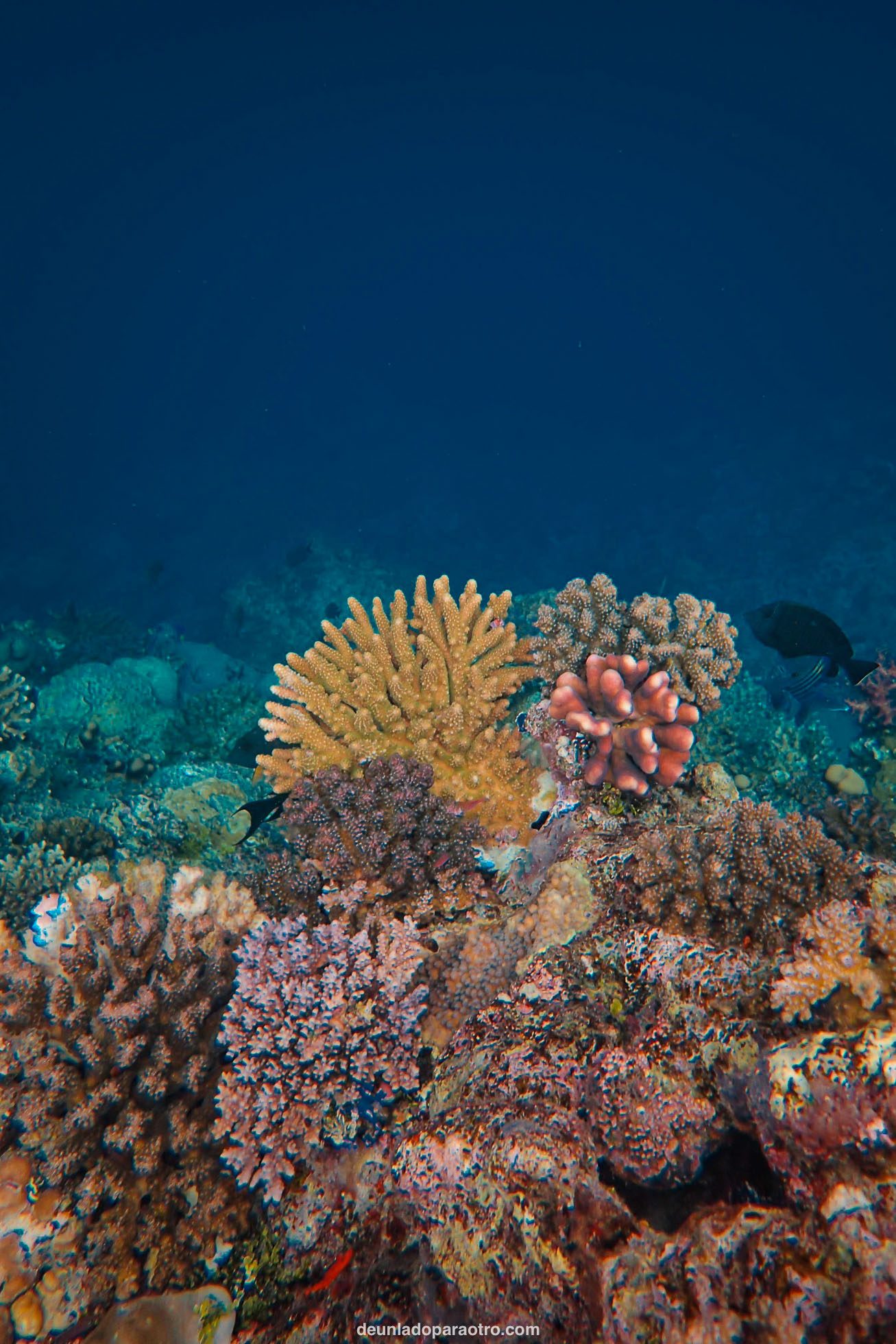 Hacer snorkel en el Mar Rojo una de las 5 mejores cosas que hacer en Hurghada en 1 día