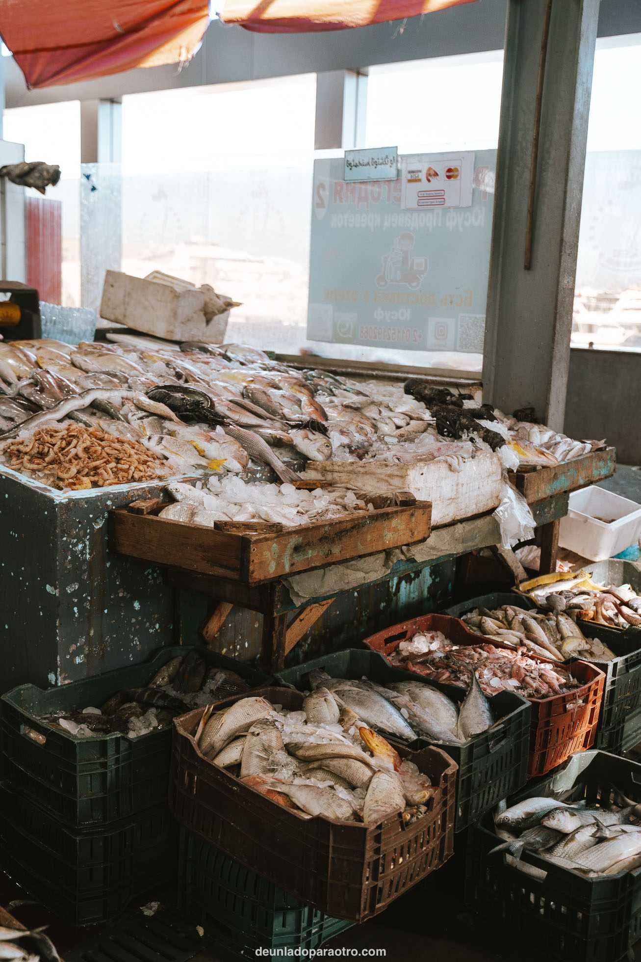 Visitar el mercado del pescado una de las 5 mejores cosas que hacer en Hurghada en 1 día