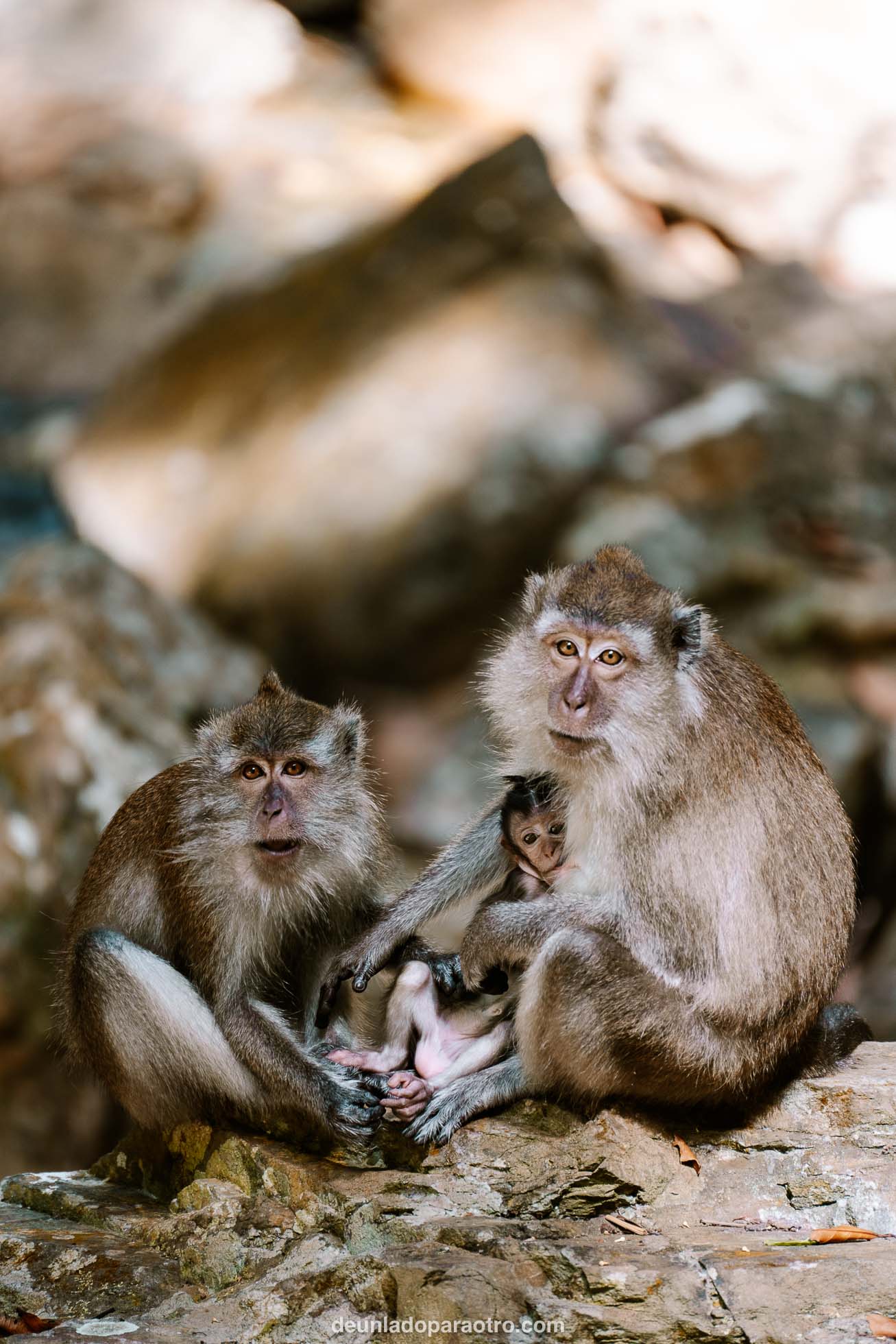 Familia de monos en la isla de Langkawi, un imprescindible de tu viaje a Singapur Malasia y Tailandia